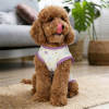 print on demand Pet Clothes