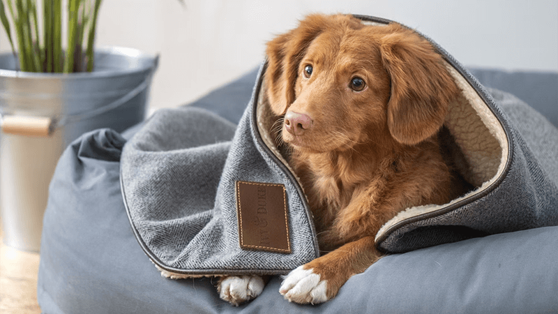 pet supplies global shipping