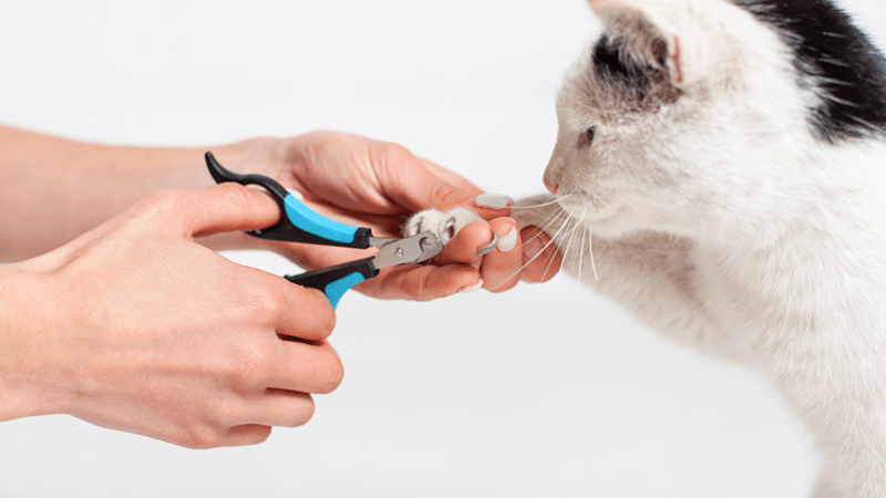 Pet-Centric Personalization personalized gifts