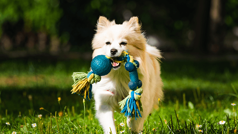 Pet Products unique print on demand items
