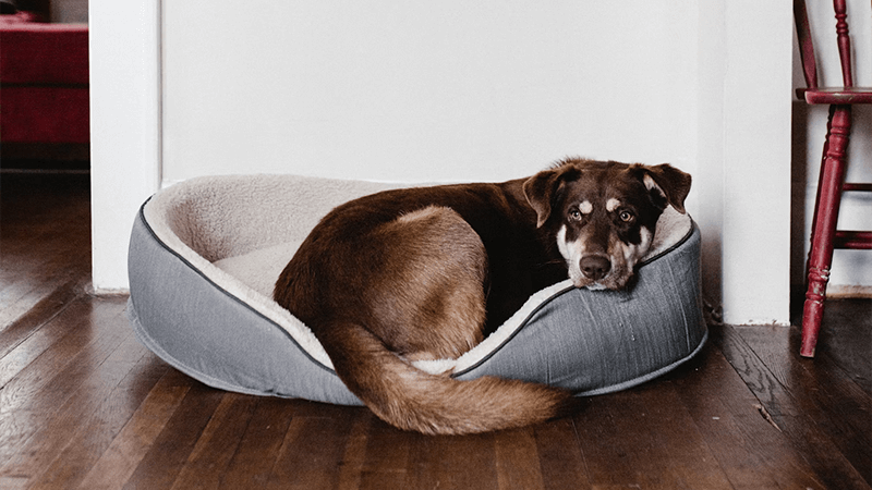 dog sleep in its bed