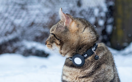 A tabby cat looking off to the side while wearing a protective collar equipped with a smart tracker, showcasing trending EPROLO pet gear in a snowy outdoor setting.