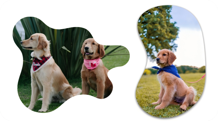 Dog Bandana