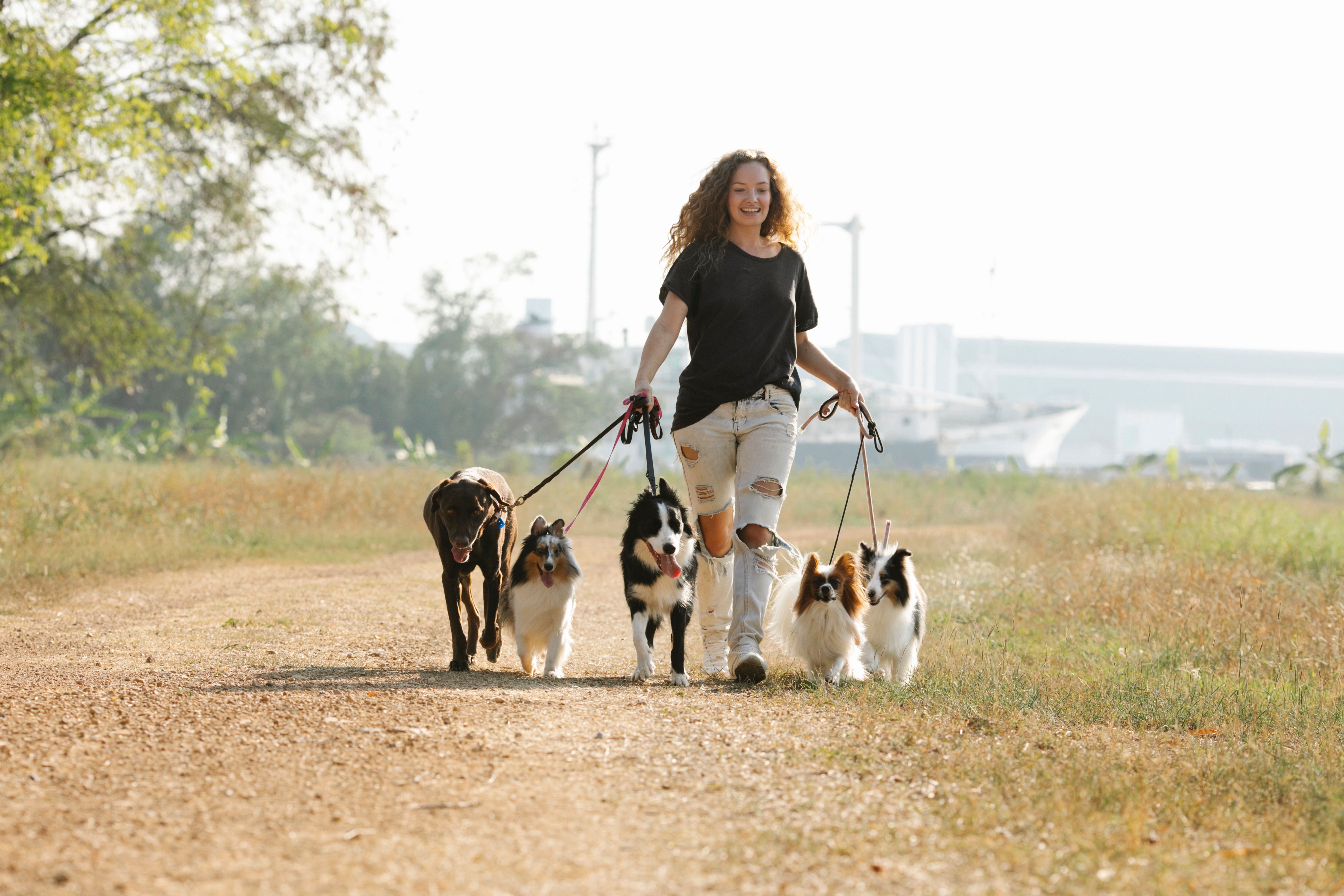 A woman pursues profitable business ideas by walking multiple dogs on leashes outdoors.