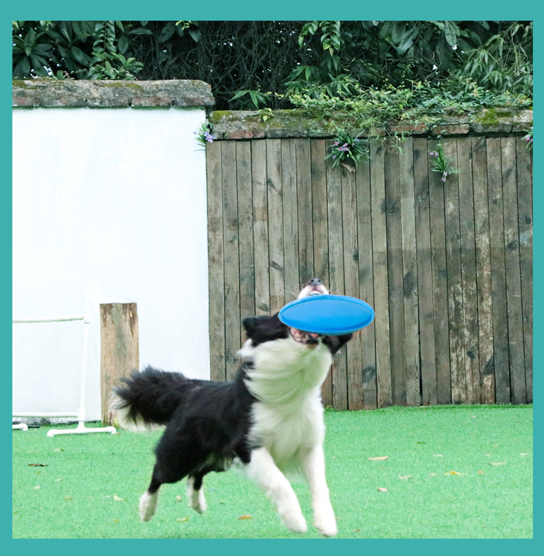 This Bite Resistant Floating Dog Training Frisbee is designed to stand up to your furry friend's mouth! The frisbee is durable and buoyant, perfect for long games of fetch and for training your dog.