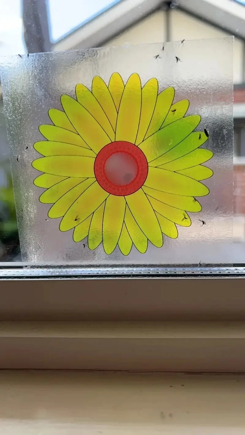 Window Fruit Fly Traps with Strong Stickiness Indoor use Sunflower Window Fly Stickers