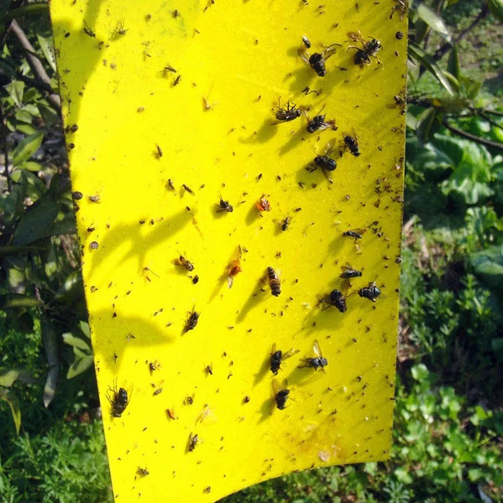 Strong Flies Traps Bugs Sticky Board Catching Aphid Insects Killer fly Control Whitefly Thrip Leafminer Glue Sticker