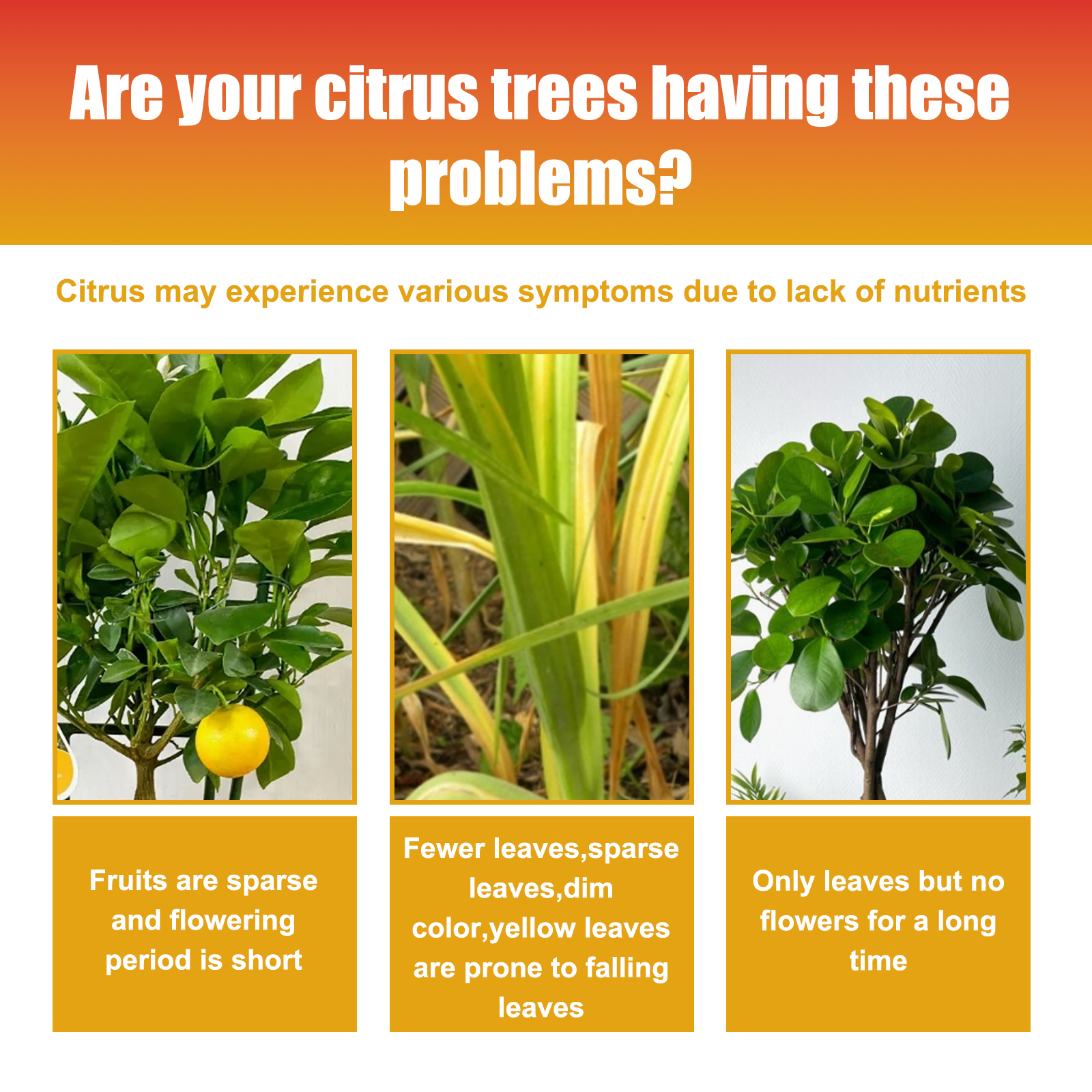 Citrus tree nutrient concerns shown in product infographic