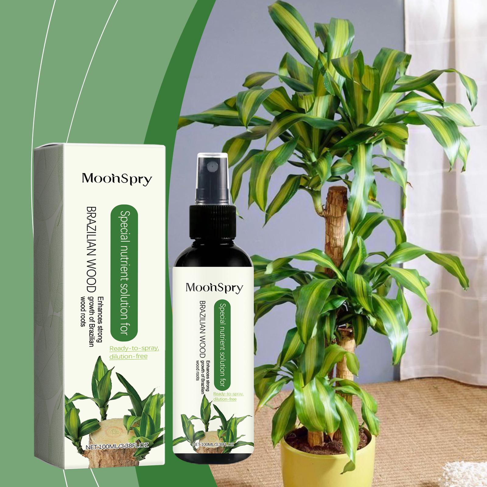 Lush indoor Brazilian wood plant beside nutrient spray