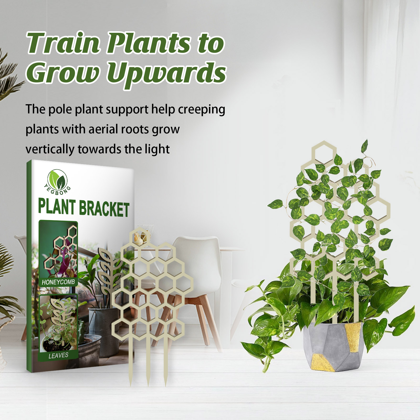 Vine trained through honeycomb pattern in bright planter