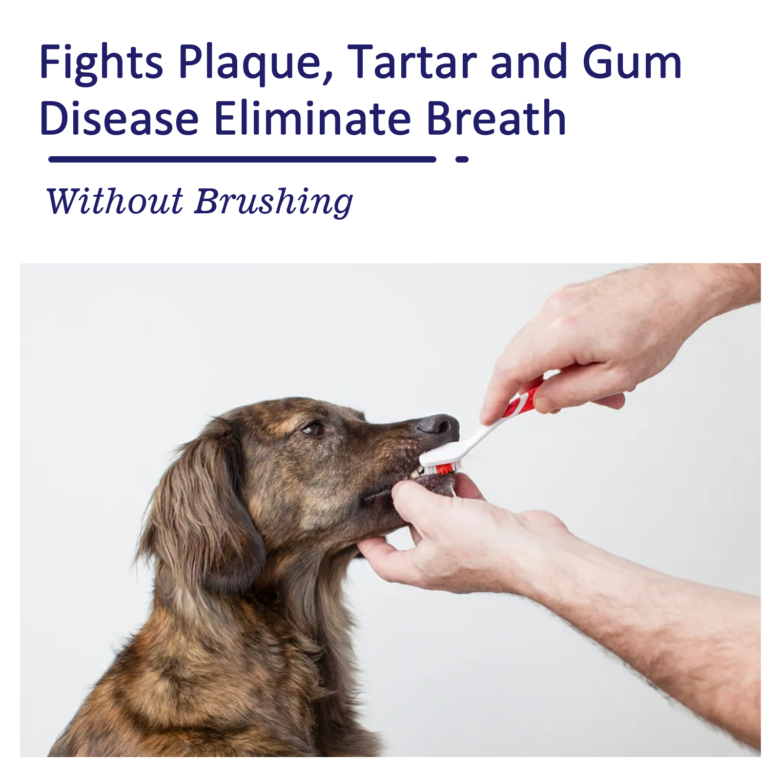 Dog receiving no-brush dental care by hand
