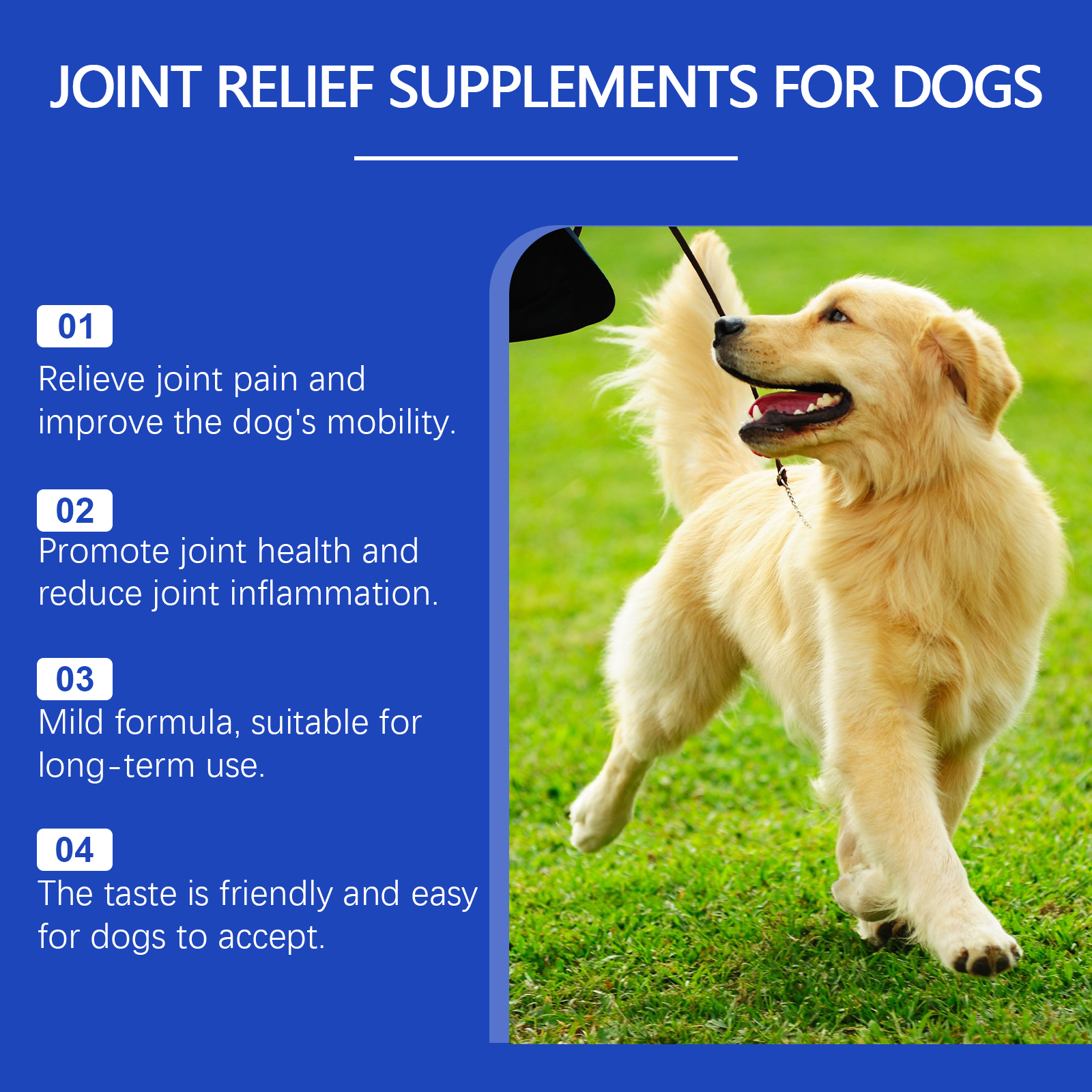 Running golden dog beside liquid joint supplement benefits