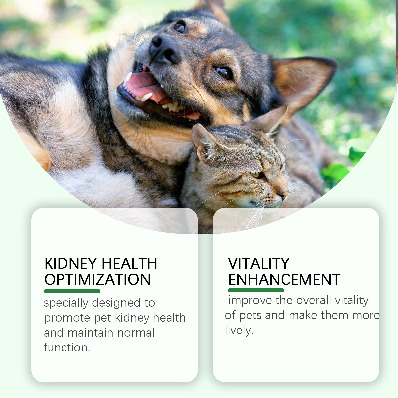 Happy dog and cat representing everyday pet vitality