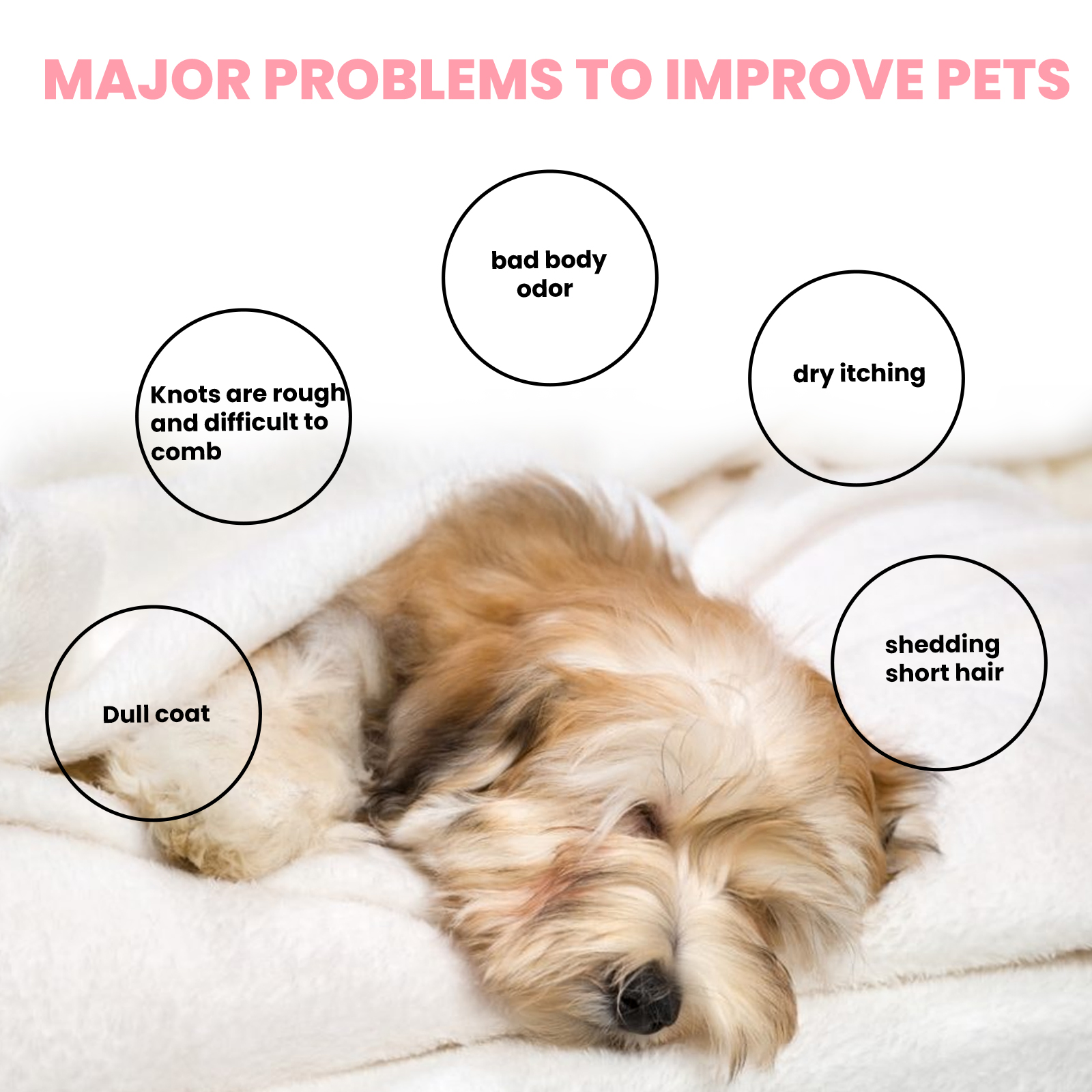 Long-haired dog beside everyday coat-care concerns