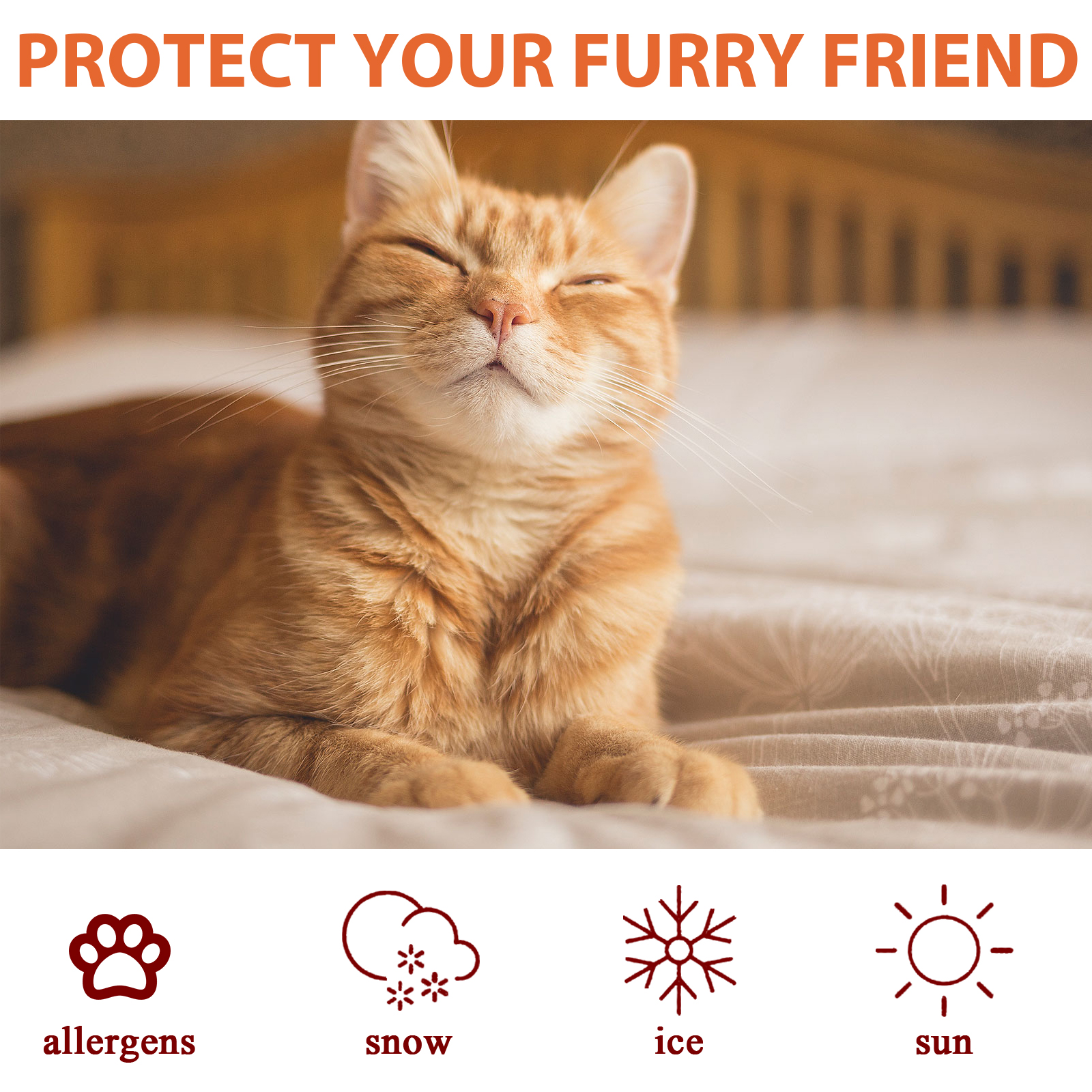 Relaxed cat representing everyday weather paw protection