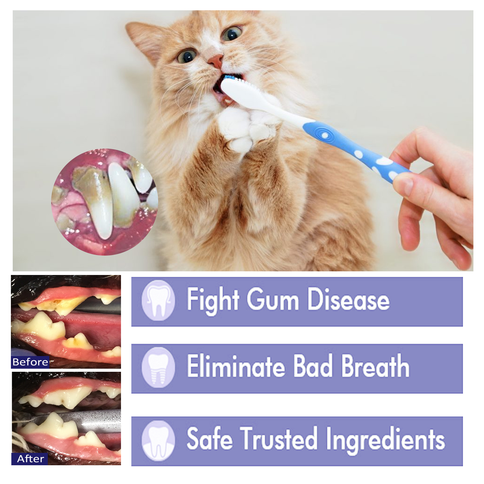Pet brushing scene with dental comparison graphics