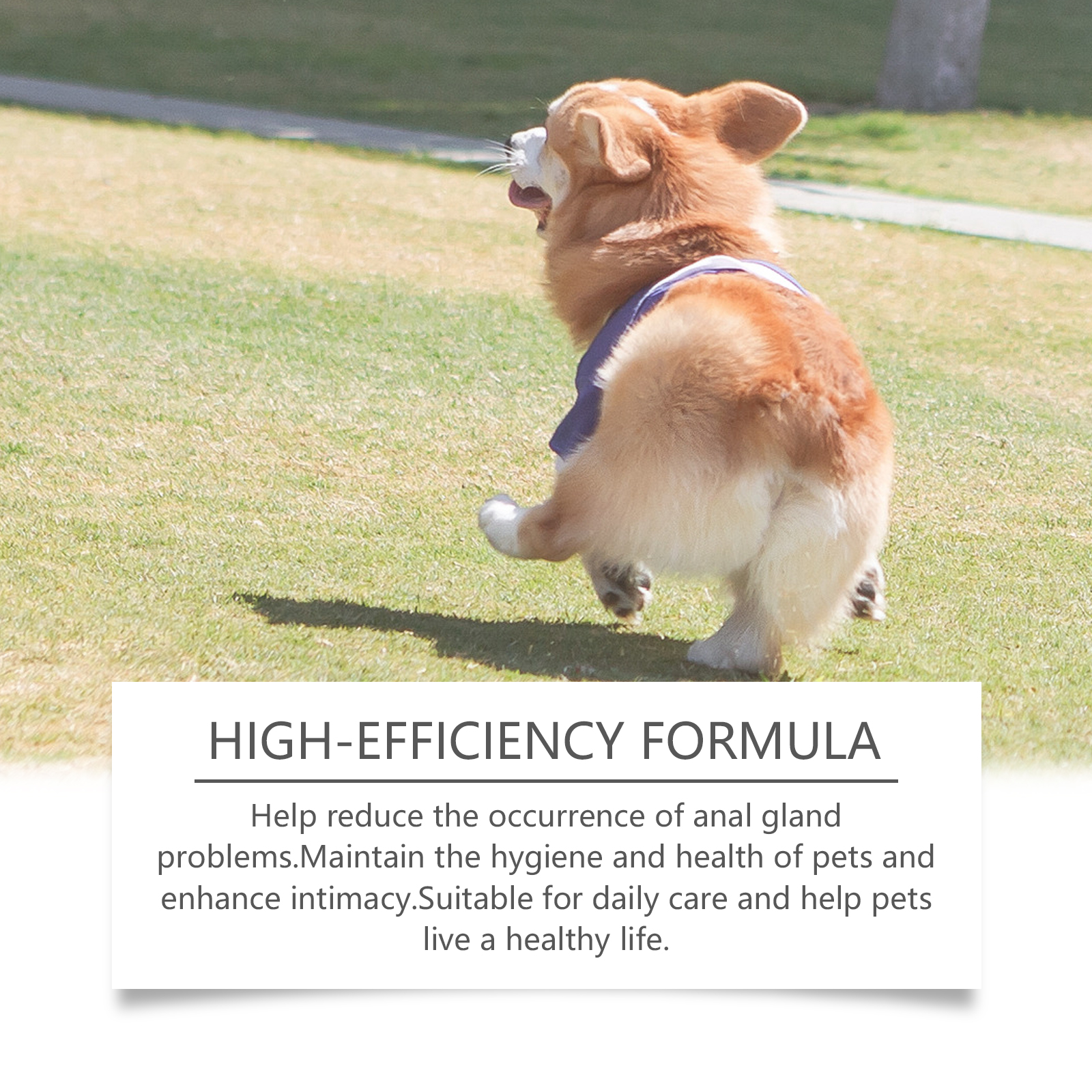 Active dog representing fresher daily hygiene