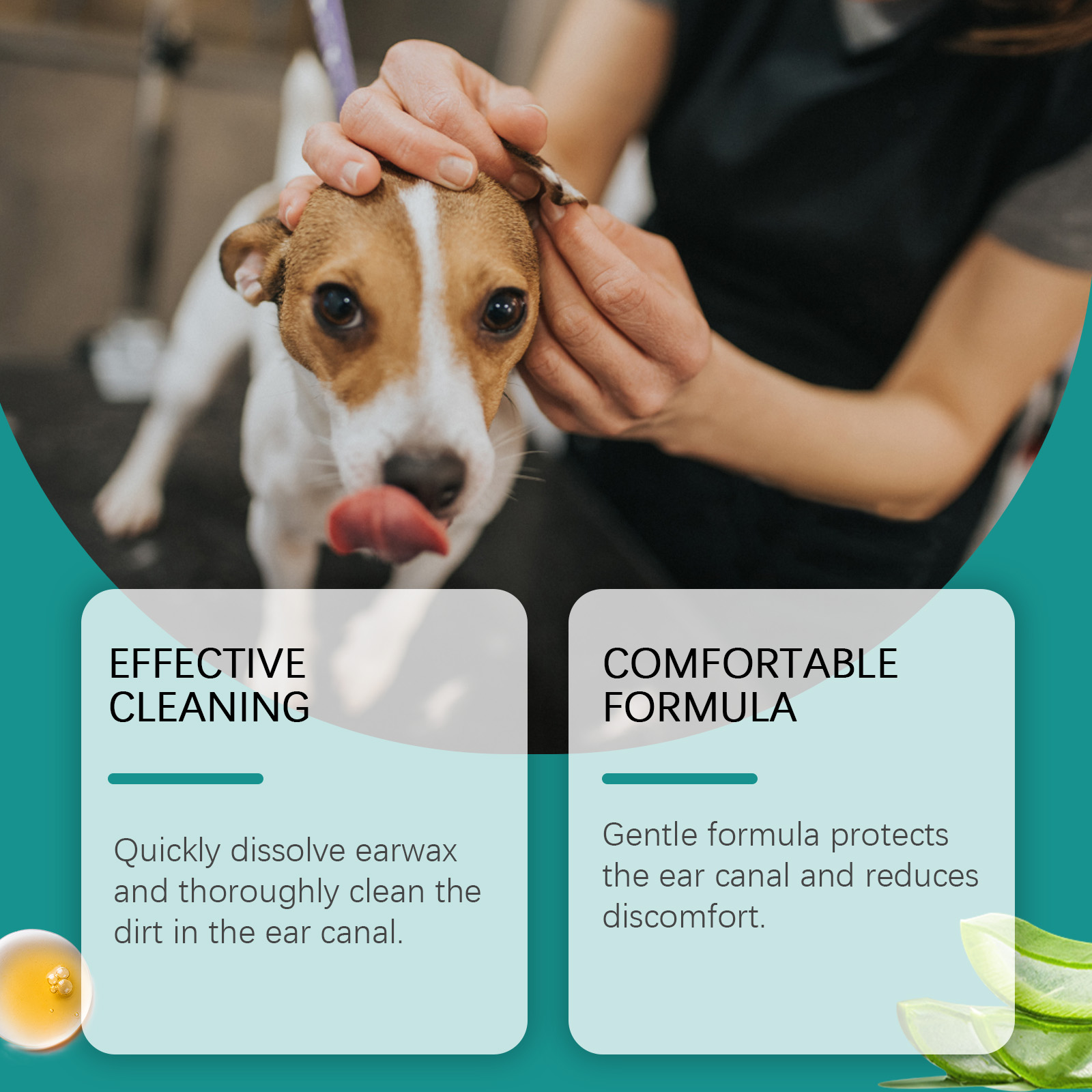 Dog ear cleaning with pet ear wash