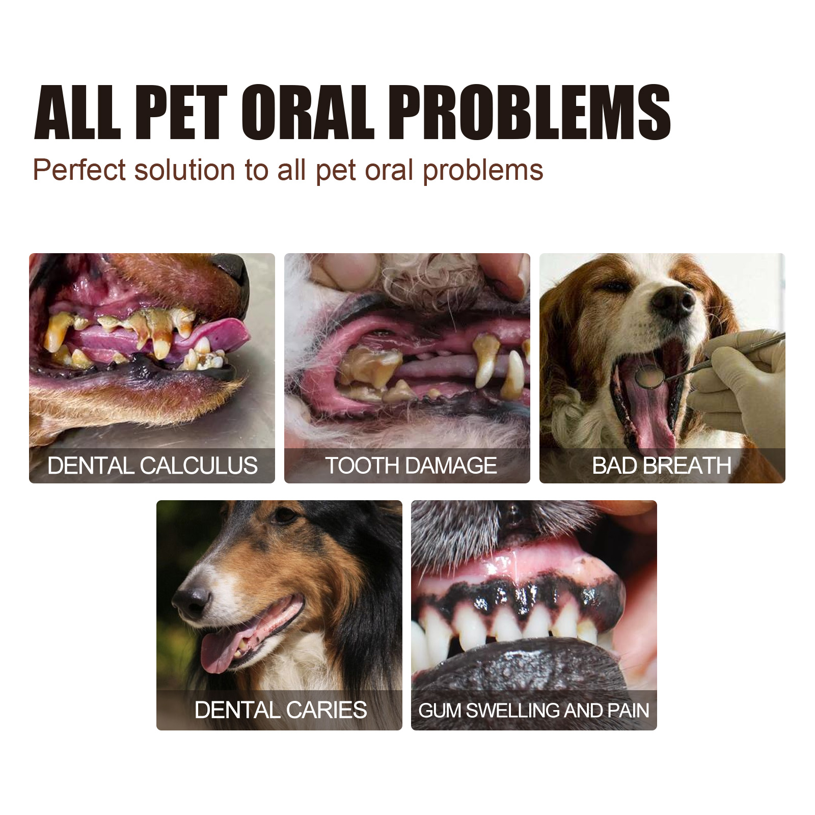 Pet oral problems addressed by daily dental cleaning spray
