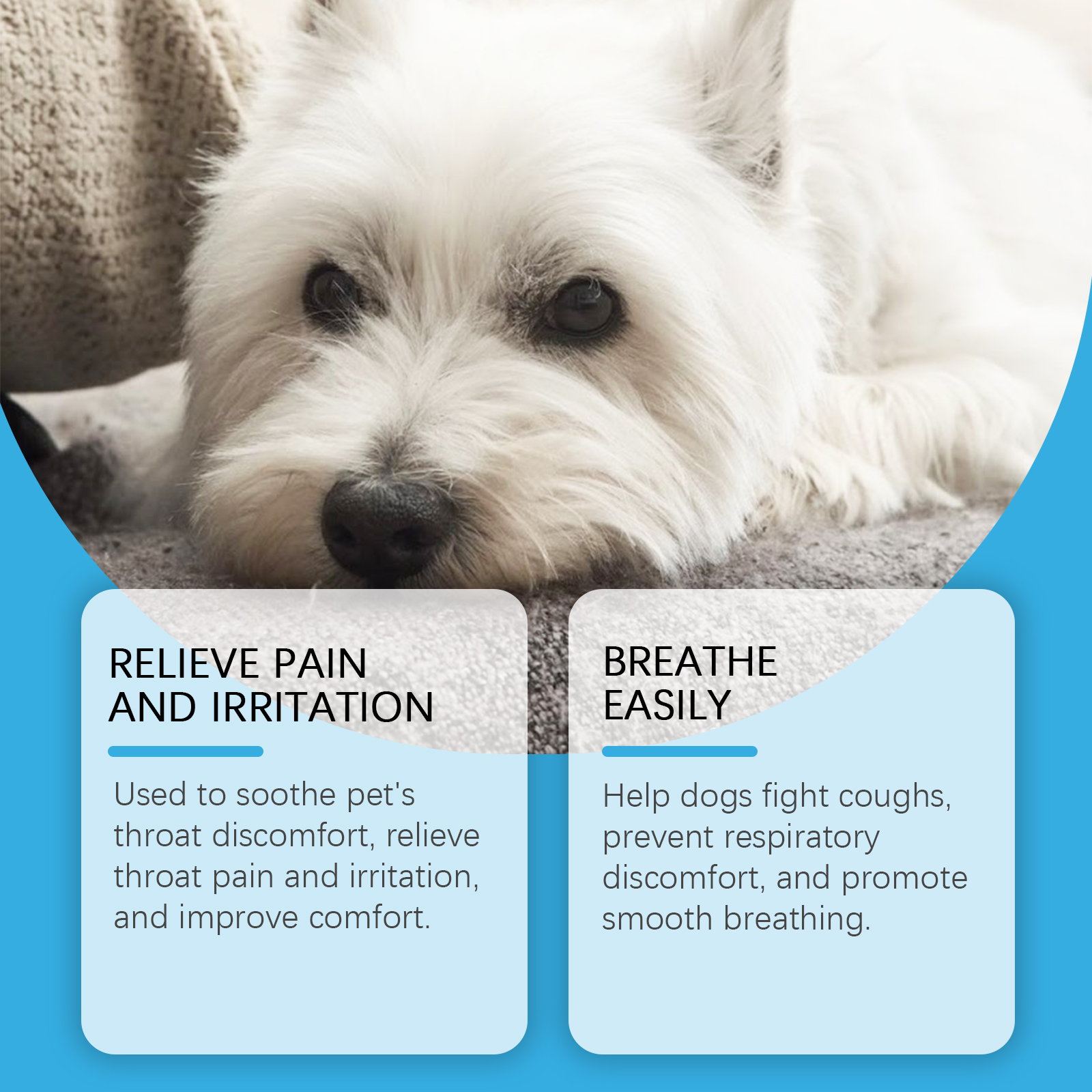 Dog beside respiratory comfort supplement feature image