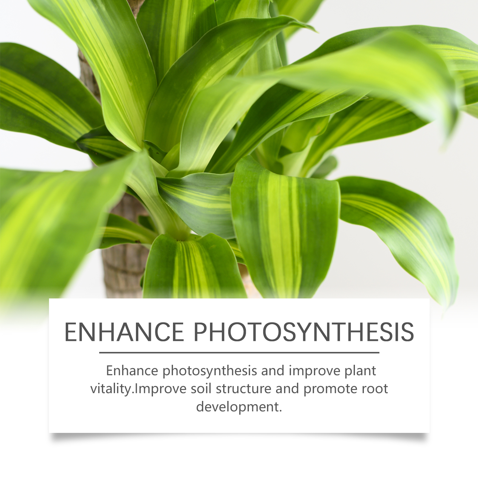 Vibrant green leaves beside plant nutrition benefit claims