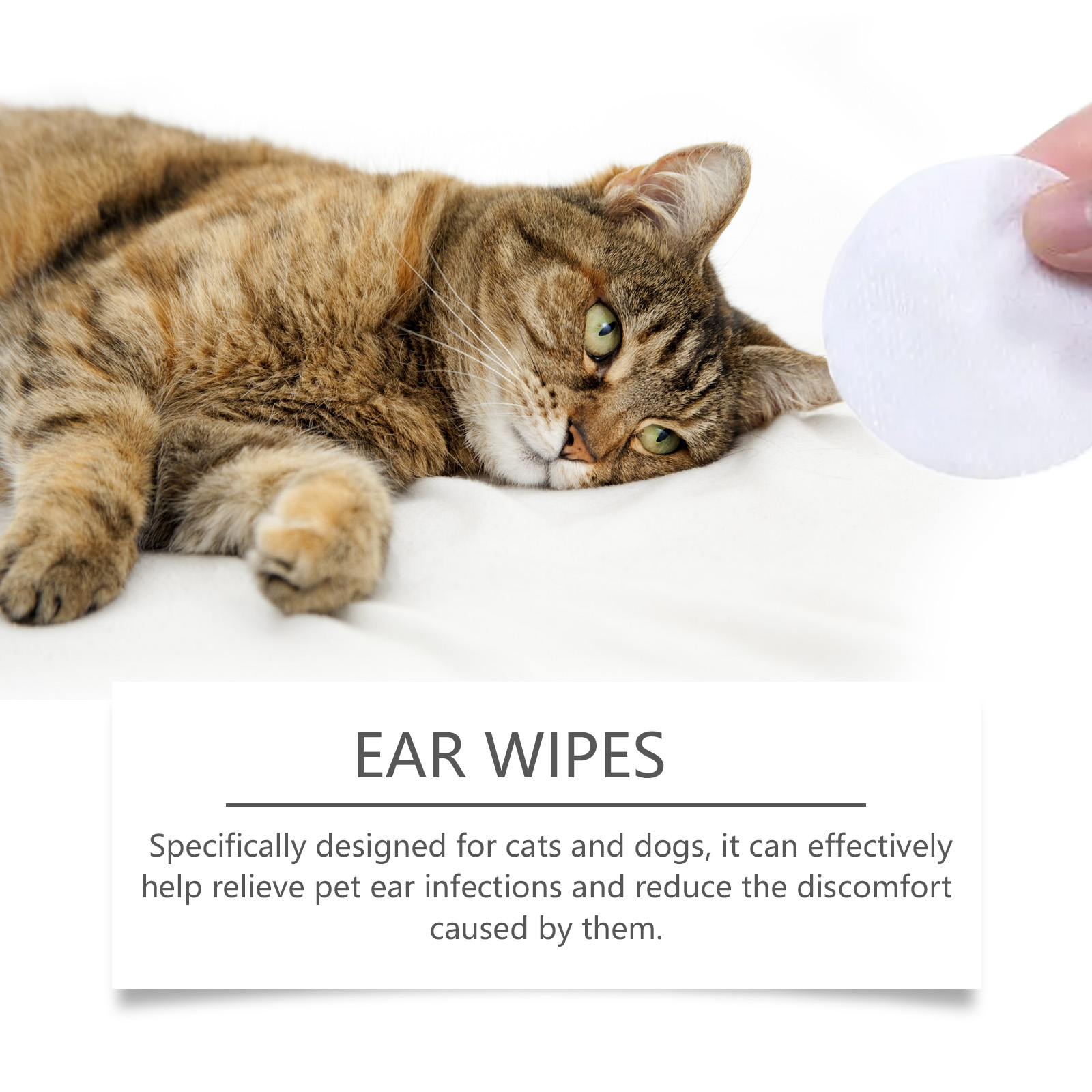 Round sponge pad shown beside relaxed tabby cat