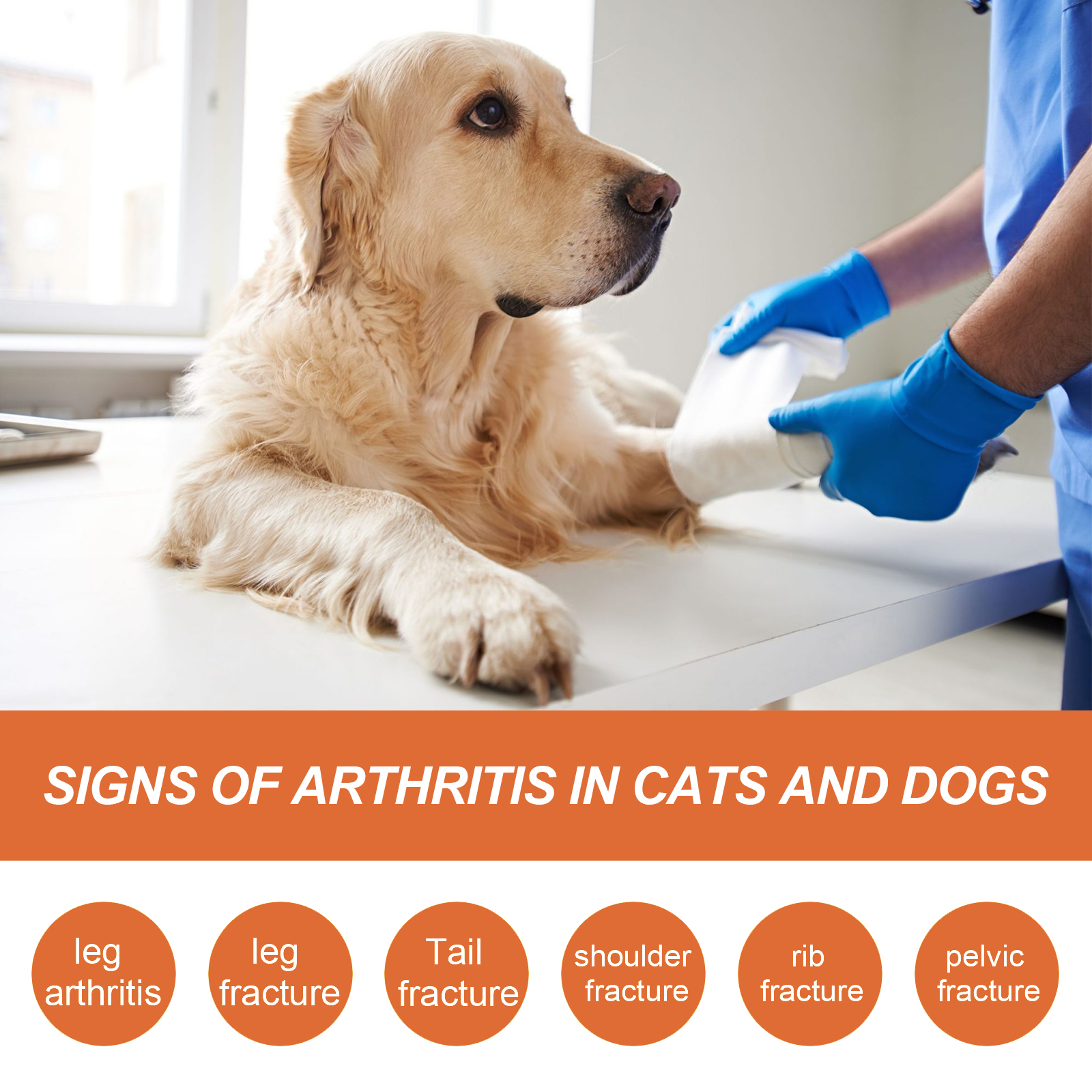 Dog receiving mobility care from veterinary professional