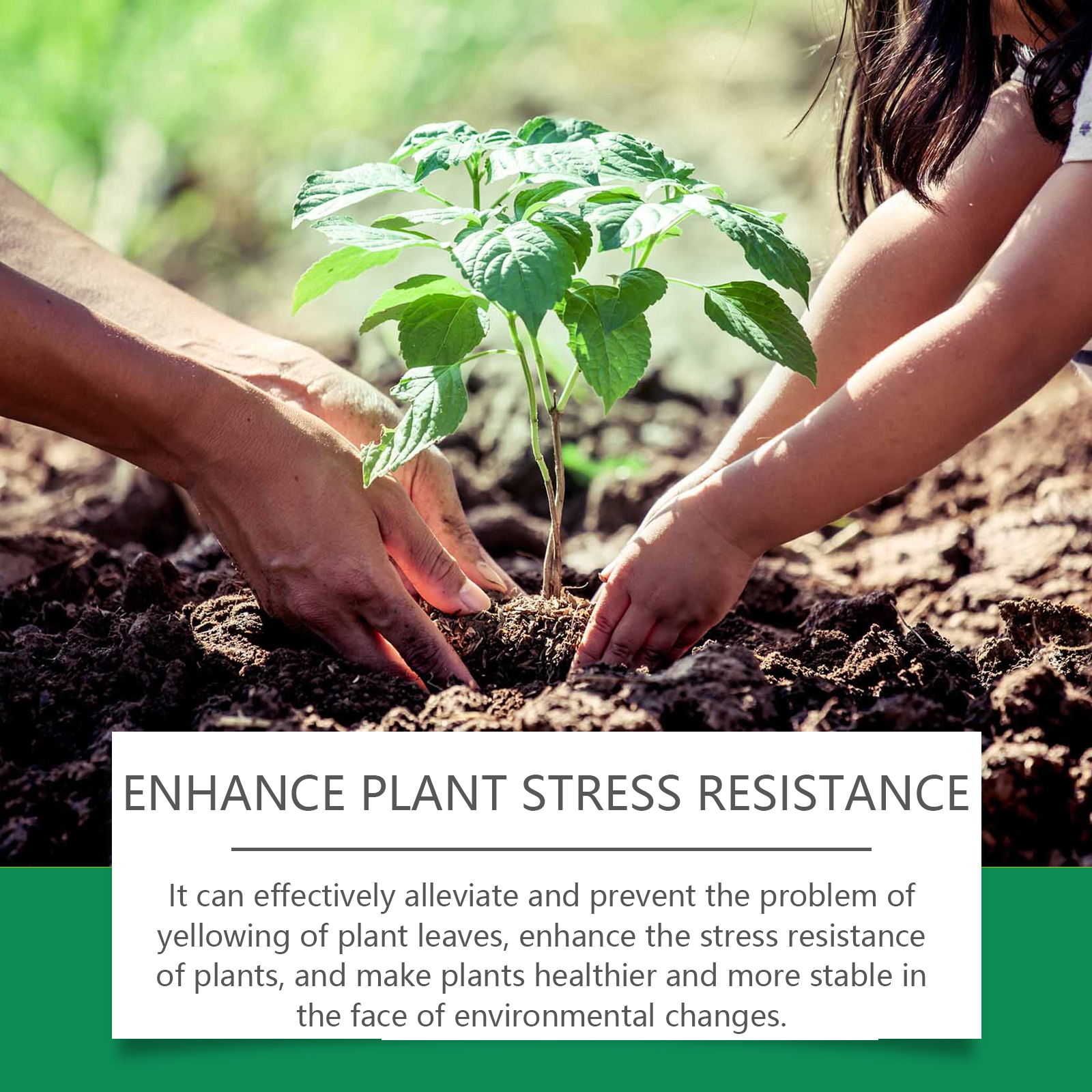 Hands caring for young green plant with spray bottle