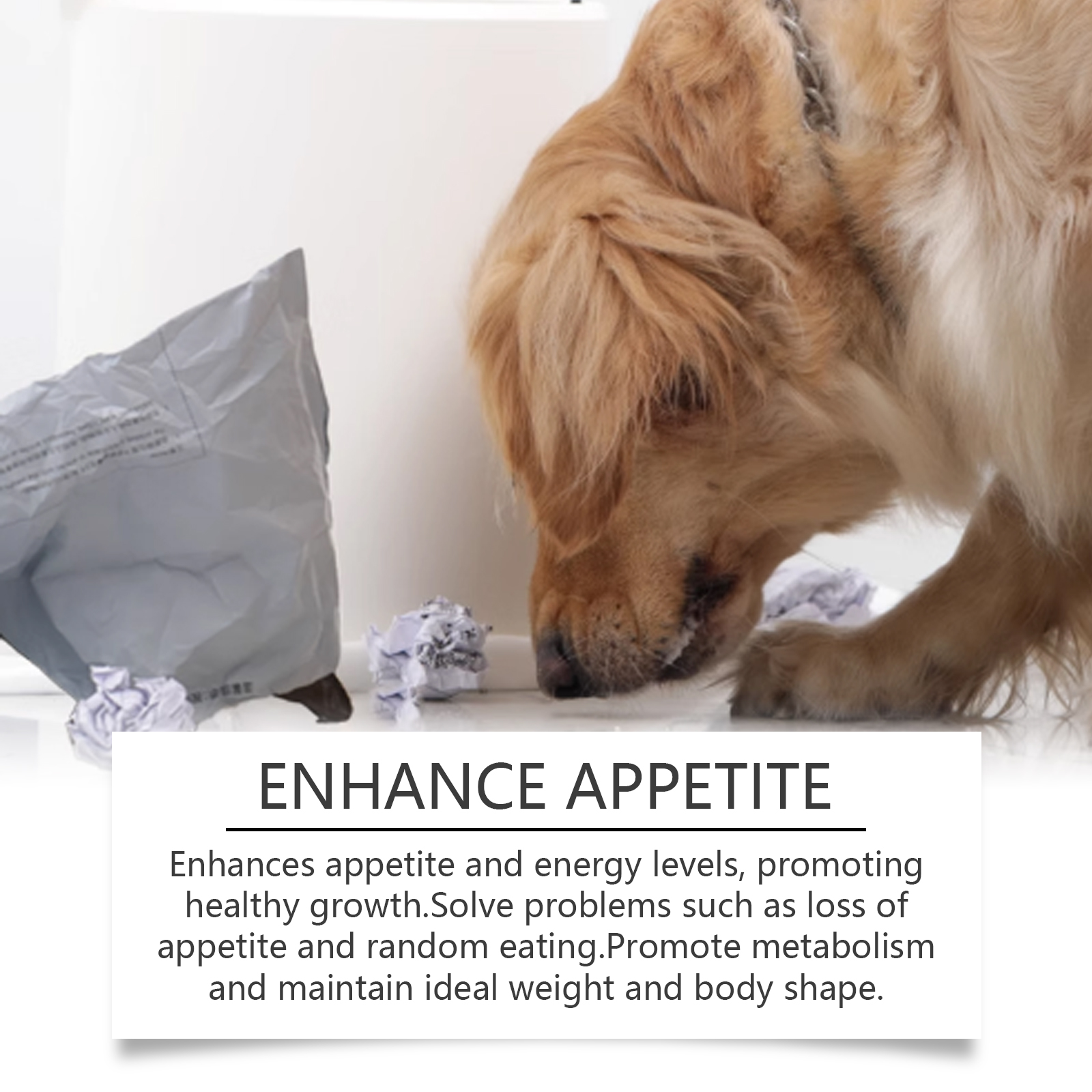 Dog appetite support supplement feature image
