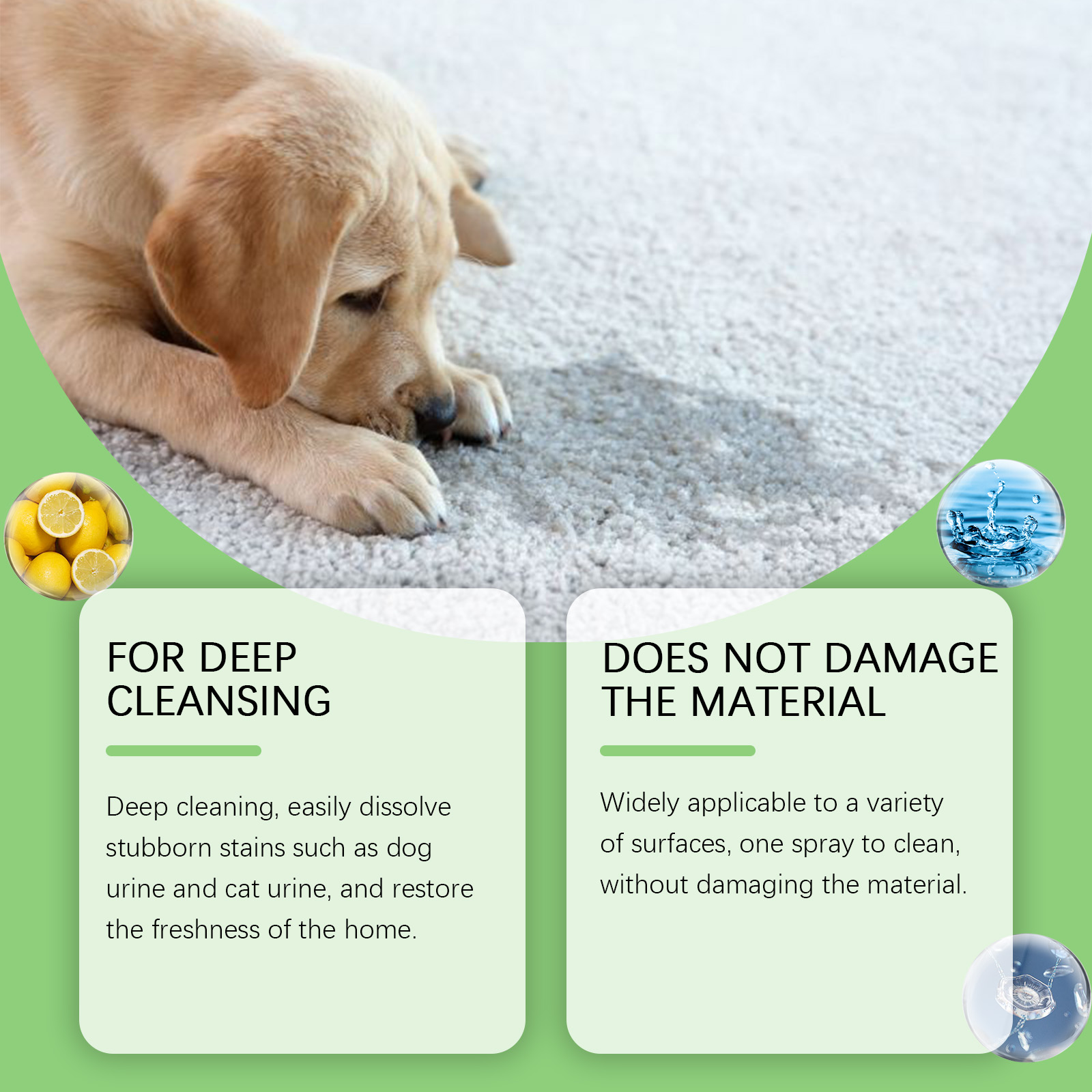Puppy resting on carpet with deep-cleaning claim