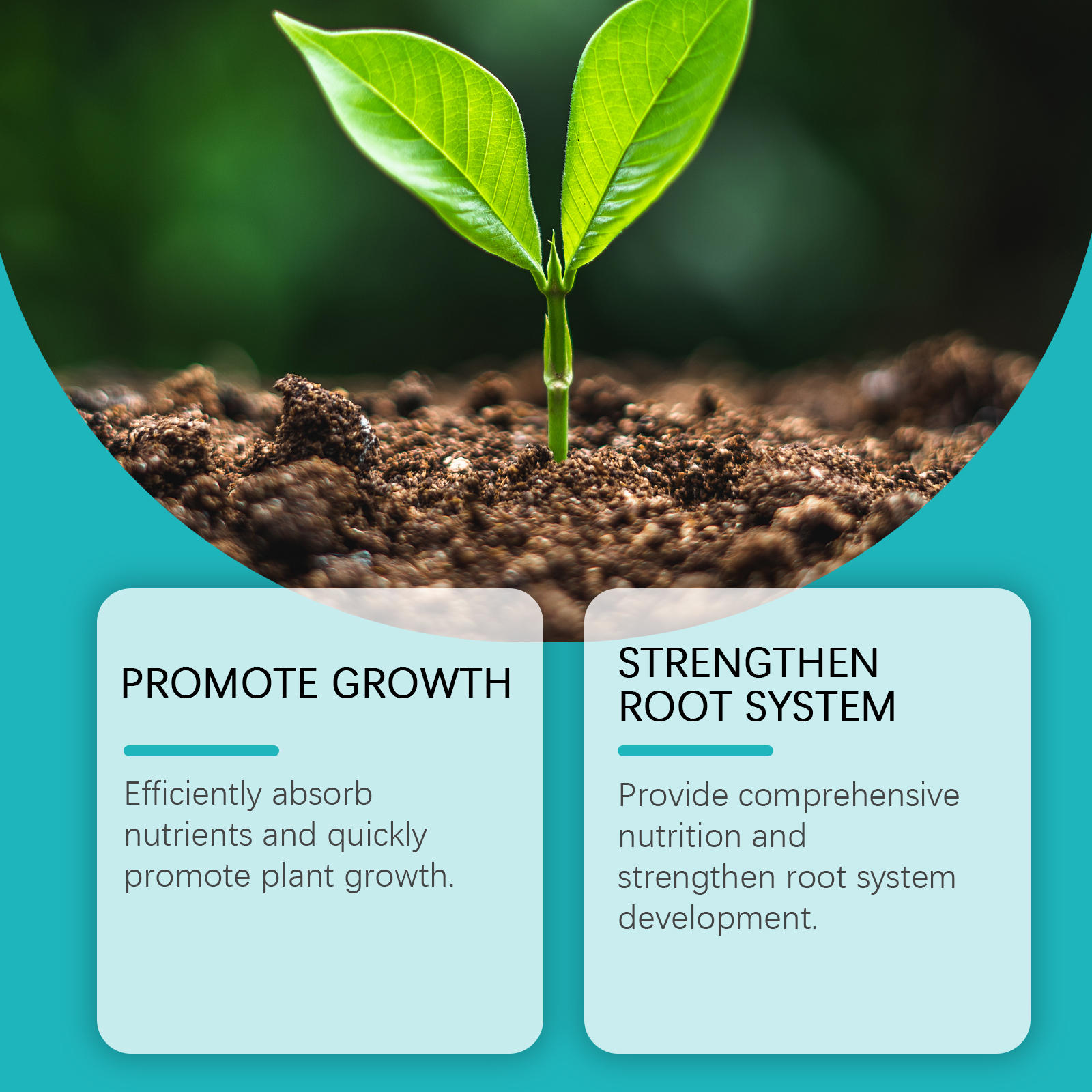 Healthy young plant representing whole-plant nutrition