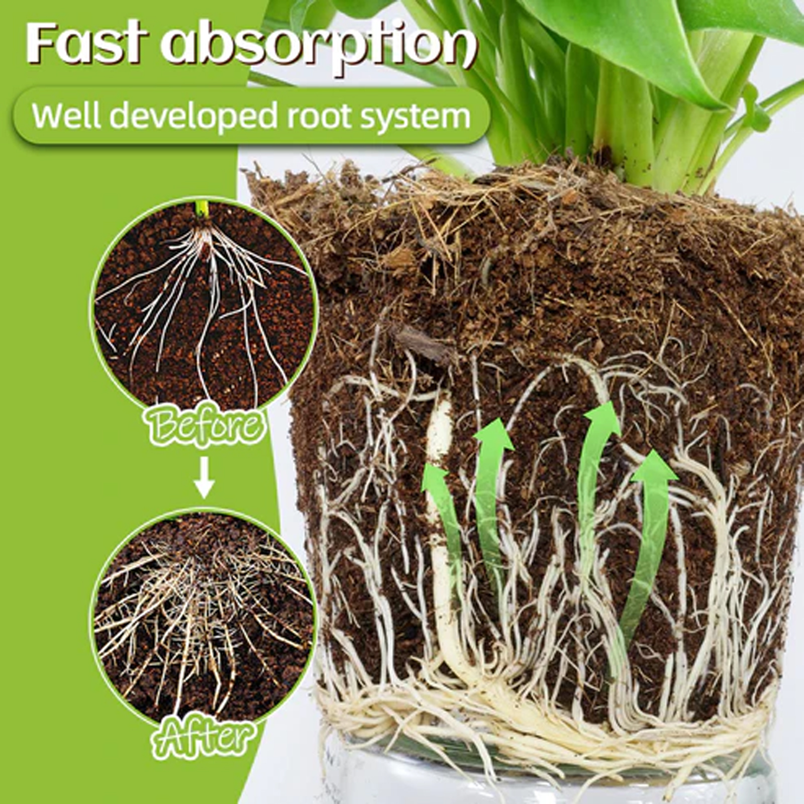 Illustrated sparse and dense plant root systems