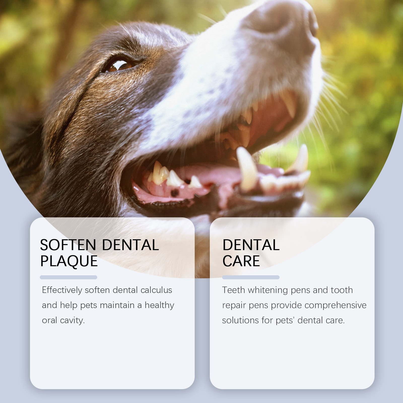 Close view of dog dental care and plaque support