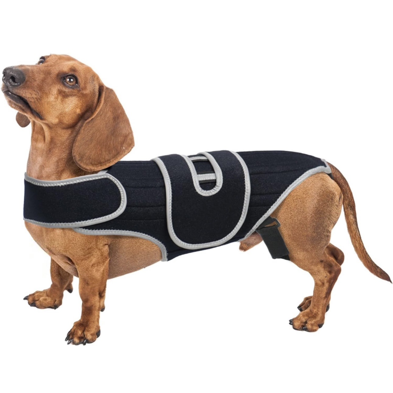 Pet Support Vest for Dogs with Intervertebral Disc Injury, Back Fracture Protection Belt, Large Dog